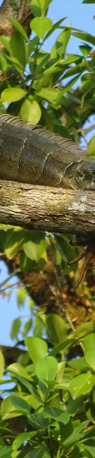 Gleite durch die Baumwipfel mit der Skytram in Monteverde